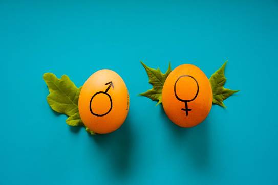 Two orange eggs on a teal background, one marked with a male gender symbol and the other with a female gender symbol, surrounded by green leaves.